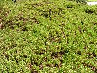 Dimorphoteque - Dimorphoteca (en Corse) (01) (Photo F. Mrugala)